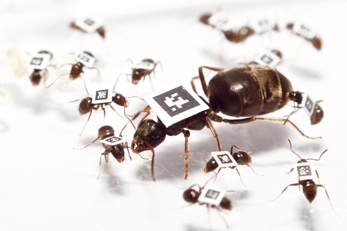 Des fourmis marquées
