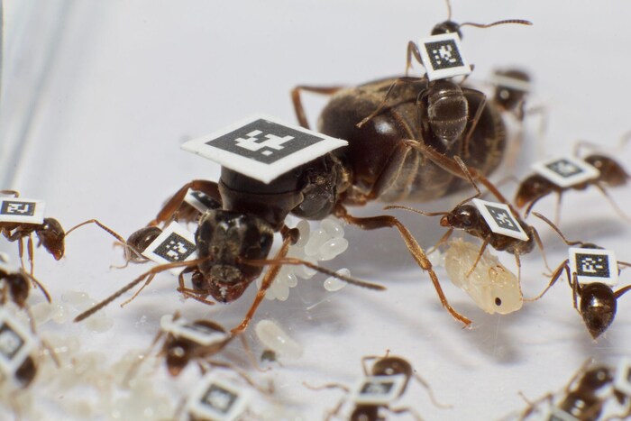 Des fourmis