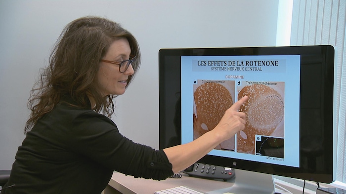 On voit Mme Cichetti, devant un écran d'ordinateur montrant les effets de la roténone sur une région du cerveau chez l'animal. 