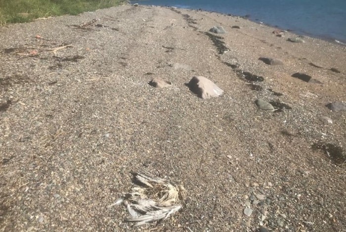 Une carcasse de goéland sur une rive. 