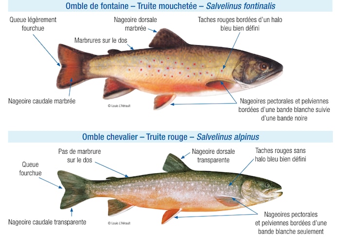 Un graphique montrant les différences entre deux salmonidés.