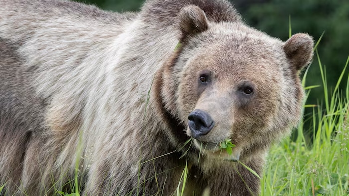 Un grizzli dans la nature, en Alberta.