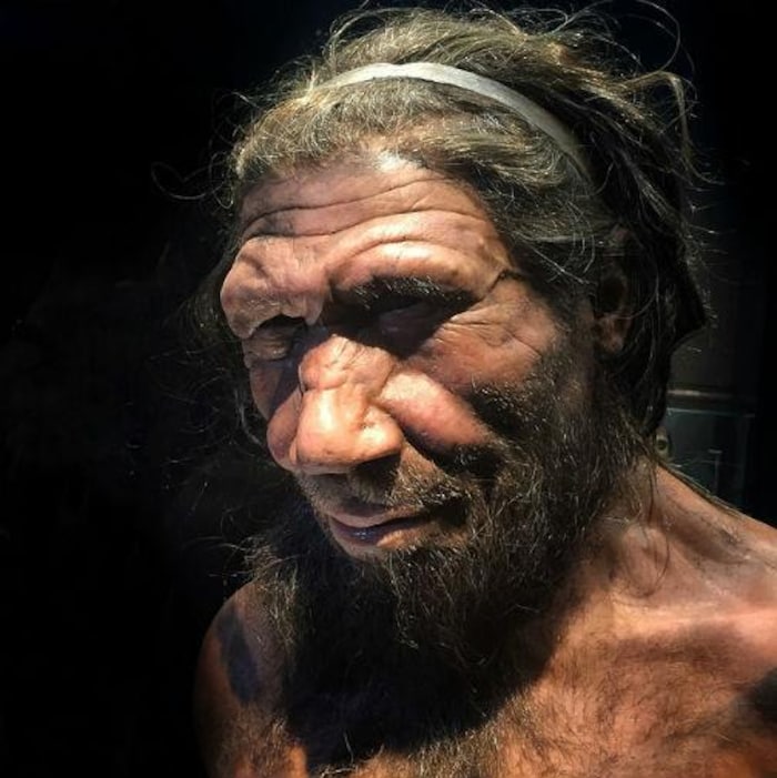 Reconstitution d'un homme de Néandertal,