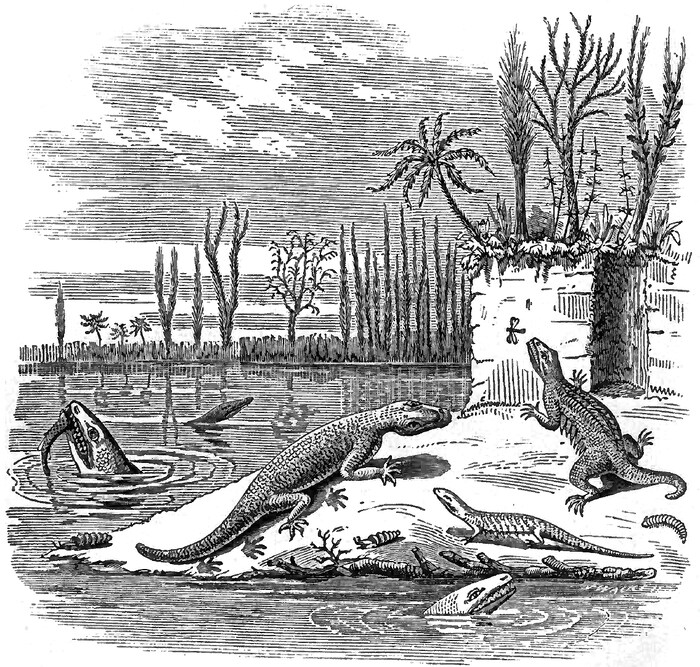 Illustration tirée d'un livre du 19e siècle représentant des reptiles ayant vécu il y a 300 millions d'années.