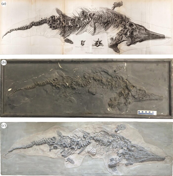 Dessin original du premier squelette complet d'ichtyosaure.