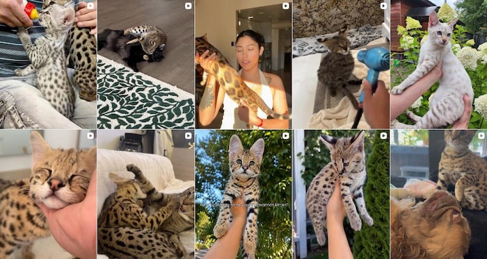 Des images de chats.