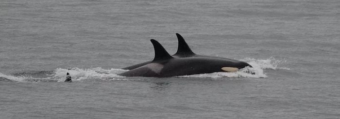 On voit le dos et la nageoire dorsale de deux orques qui filent à la surface de l'eau.