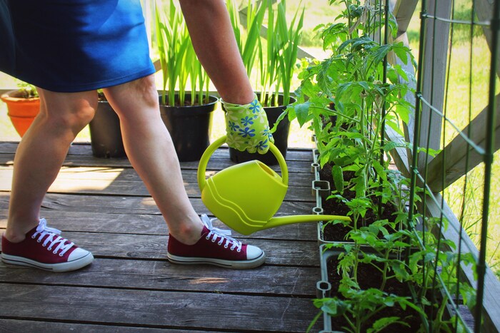 Les jambes d'une jeune femme portant une jupe bleue et des espadrilles rouges. Elle tient un arrosoir et arrose des plants de tomates dans des bacs sur son balcon.
