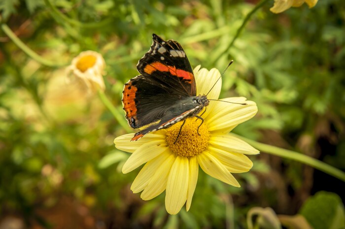 Papillon qui butine une fleur