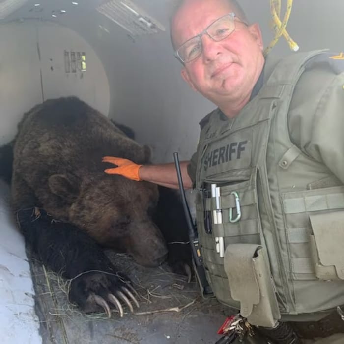 Un agent de la faune en Alberta se photographie avec un ours sous sédatif.