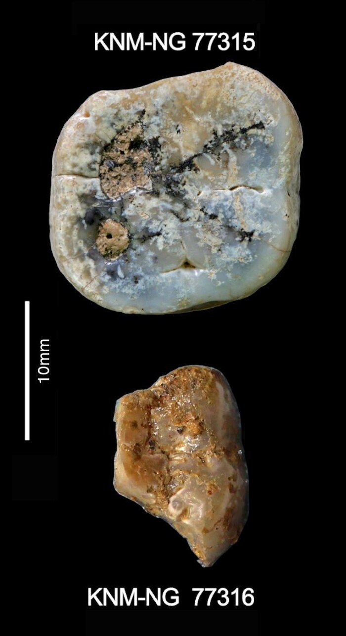 Deux molaires de Paranthropus découvertes sur le site de Nyayanga. 
