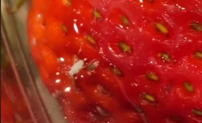 Un petit insecte blanc sort d'une fraise.
