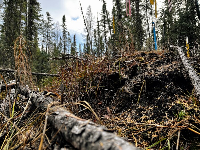 Des branches couchées sur un tas de terre dans la forêt le 24 octobre 2022.