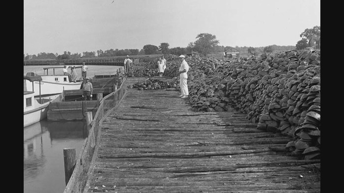 Des milliers de limules rassemblées par les pêcheurs sur un quai.
