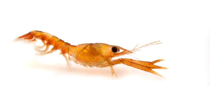 Juvenile lobster.