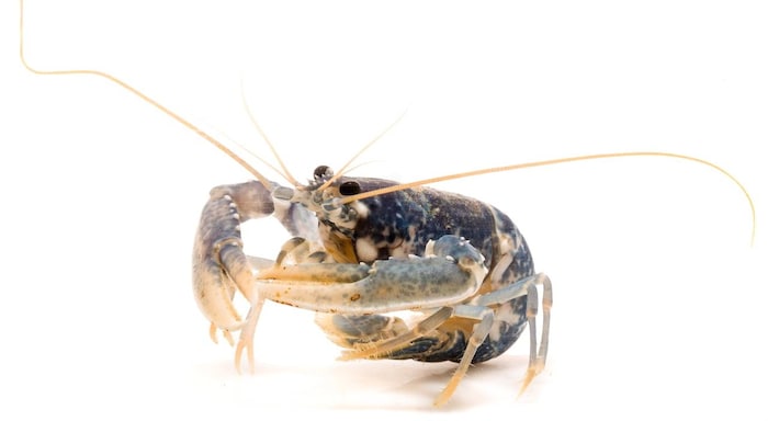 Lobster.