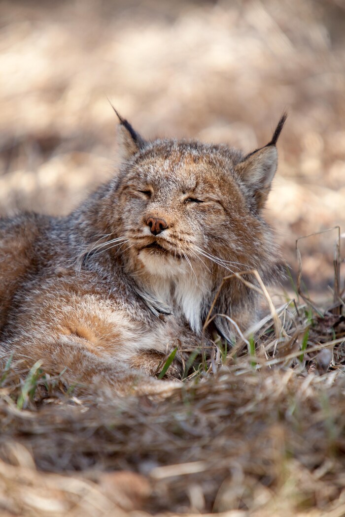 Le lynx couché sur l'herbe sèche, les yeux fermés.