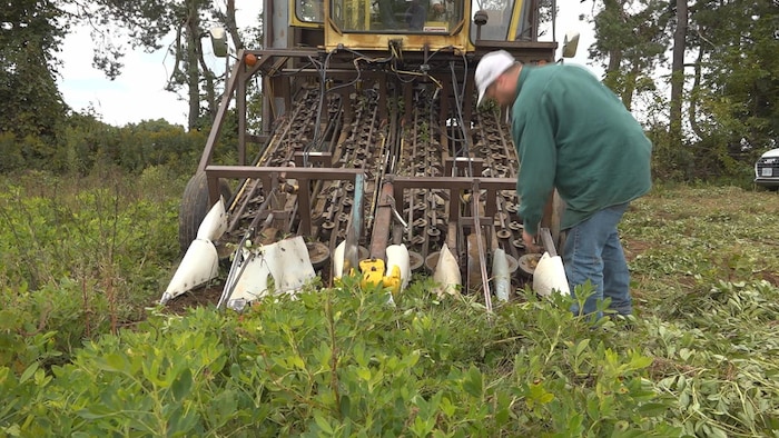 On voit la machine qui sert à récolter les arachides dans une plantation en Ontario. Un homme supervise le travail à côté.