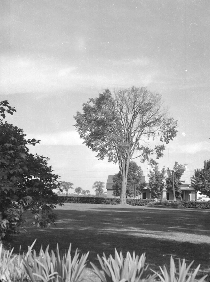 Un arbre malade, photographié à Saint-Ours, en 1944, sur une jolie propriété entourée de vastes pelouses, en campagne. 