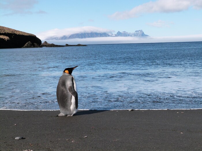 Un manchot en contemplation devant la mer en Antarctique