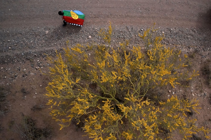 Une personne porte un drapeau près d'un arbre.
