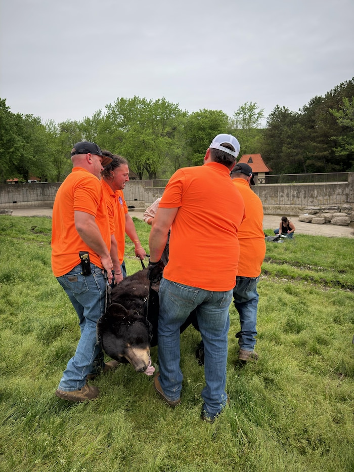 Quatre hommes transportent un ours dans un hamac en vue de son transfert dans un sanctuaire du Colorado.