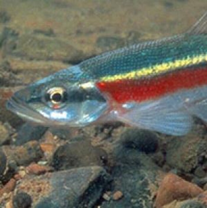 Mene Poisson Une substance noire non identifiée retrouvée dans le ruisseau Fletchers ...