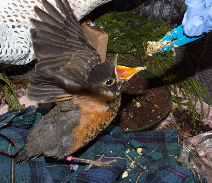 Un oiseau est nourri au refuge. Il a le bec grand ouvert et bat des ailes.