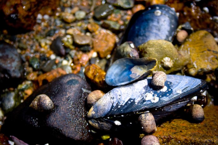 Des moules bleues dans l'eau près de la rive, au milieu de petites roches.