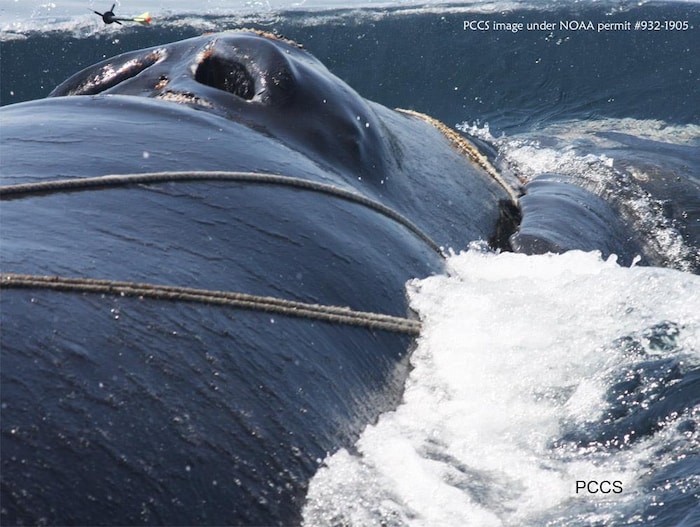 Des sauveteurs tentent de libérer une baleine noire enserrée de cordages.