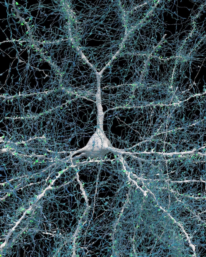 Un neurone.