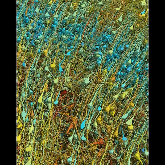 Ecco come appare il tuo cervello su scala nanometrica
