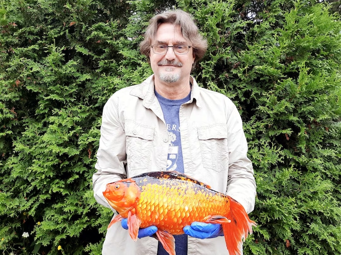 Un homme tient un poisson rouge dans ses mains.