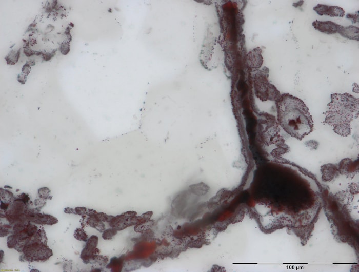 Les restes de micro-organismes sous forme de minuscules filaments découverts dans la ceinture de roches vertes Nuvvuagittuq, dans le nord du Québec. 