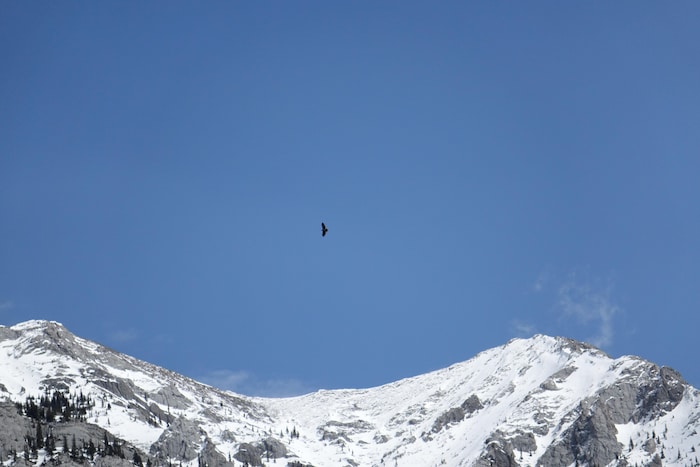 Une buse à queue rousse vole au-dessus des montagnes Rocheuses. 