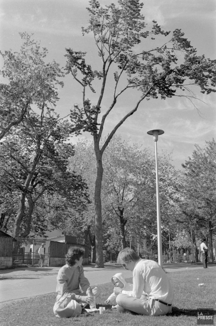 Un orme en piteux état derrière des pique-niqueurs illustre un dossier sur le sauvetage des ormes de Montréal en 1985
