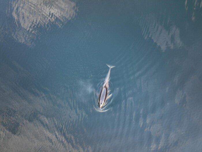 Une baleine nage dans des eaux.