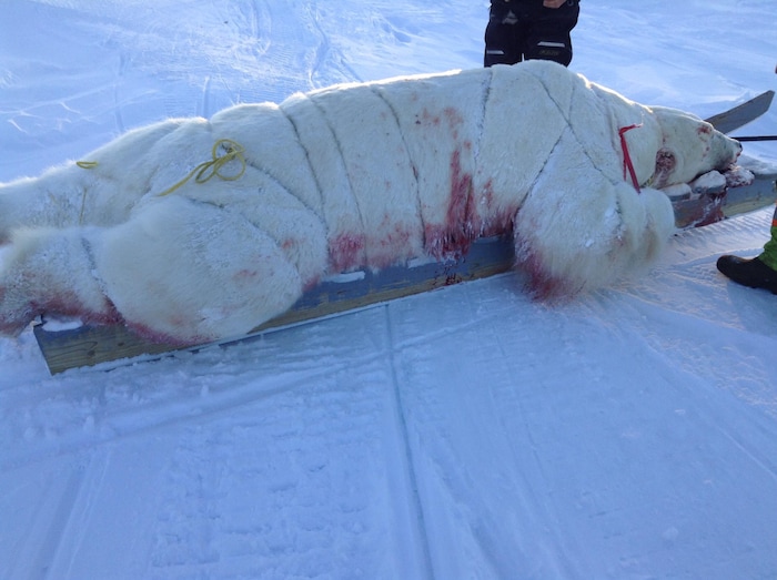 L'ours blanc mort attaché sur un traîneau 