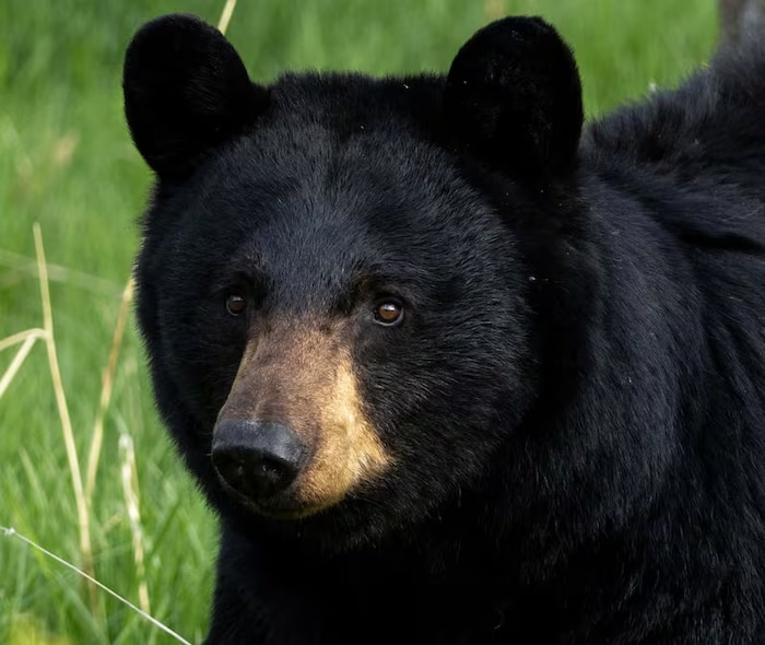 Un ours noir photographié dans la nature en Alberta en train de regarder fixement devant lui.