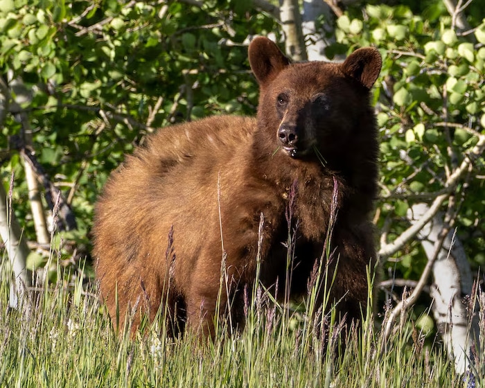 Une photographie montrant un ours noir au pelage brun se tenant dans une zone boisée, en Alberta.