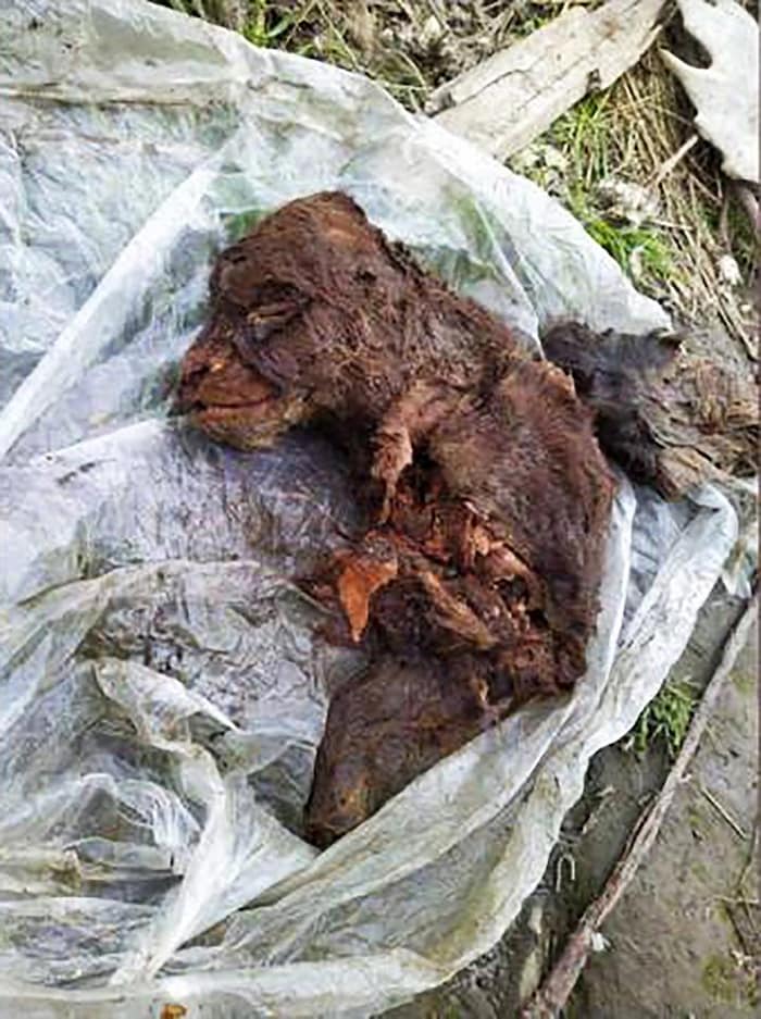 Carcasse complète d'un ourson des cavernes.