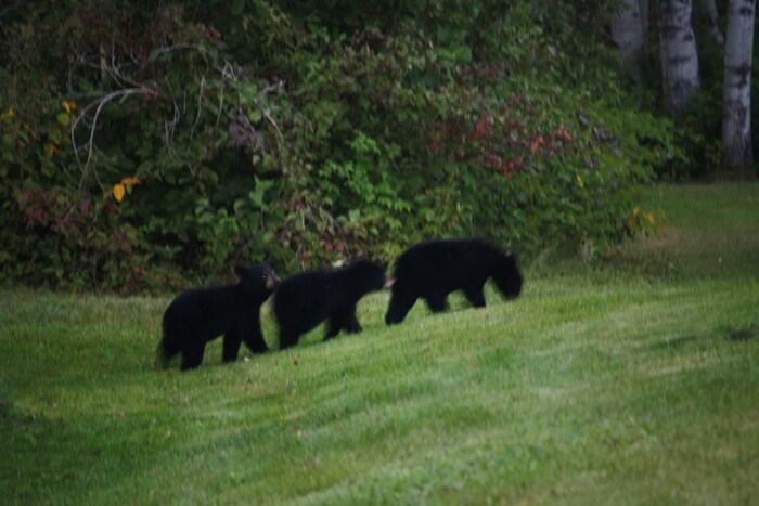 Trois oursons dans une cour.