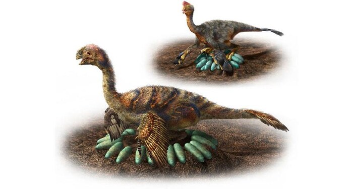 Certains dinosaures couvaient leurs œufs comme les poules !