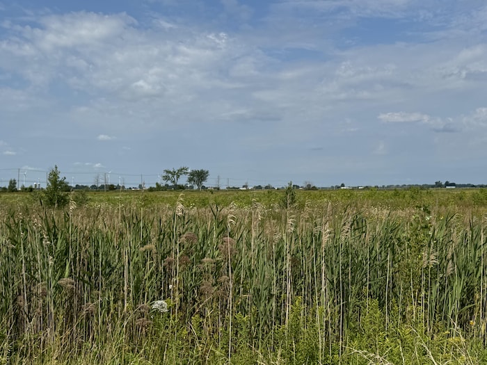 De hautes plantes sauvages bordent un vaste champ sous un ciel bleu traversé de nuages.