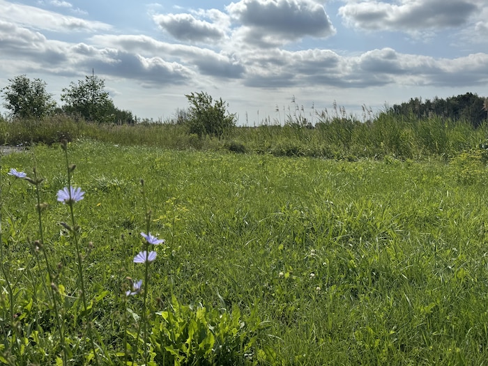 Des herbes hautes et quelques fleurs sauvages s’étendent sous un ciel parsemé de nuages.