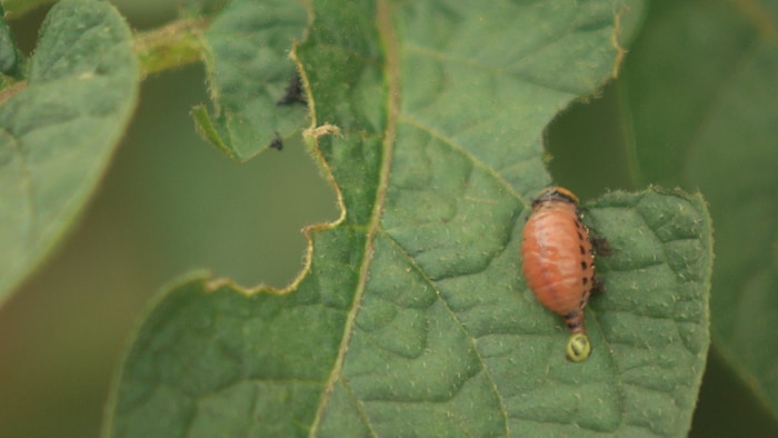 Gros plan d'un doryphore, petit insecte, qui attaque une feuille endommagée sur un plan de pommes de terre.