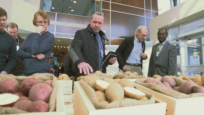 Des personnes observent différentes variétés de pommes de terre.