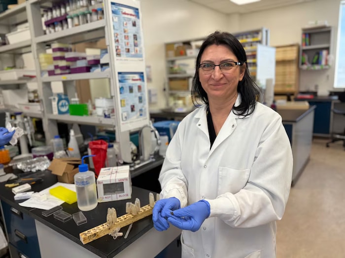 Une femme portant une blouse blanche et des gants bleus se tient dans un laboratoire de recherche sur les abeilles, en Alberta, avril 2026.