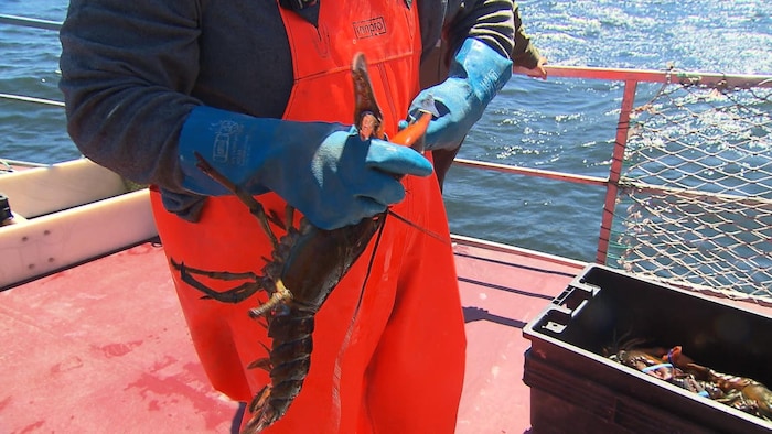 Pêcheur tenant un homard sur un bateau,