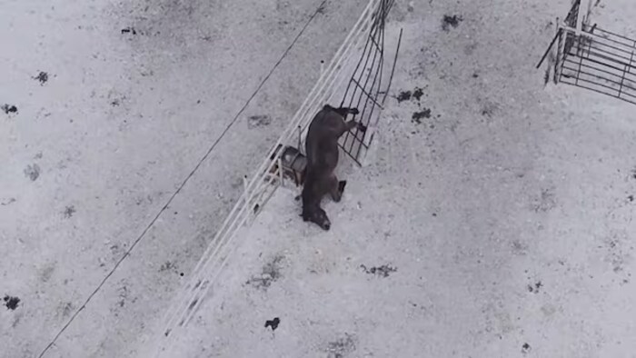Une image qui semble montrer un cheval coincé sous une barrière en acier dans un parc d'engraissement du Manitoba.